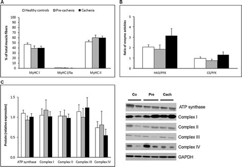 Preserved muscle oxidative metabolic phenotype in newly 